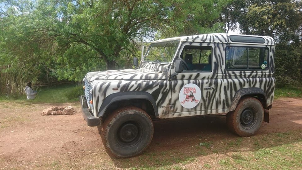 Zebra Safari Tours