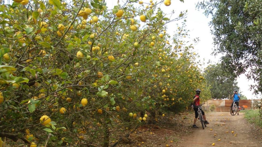 Albufeira Bike Rental
